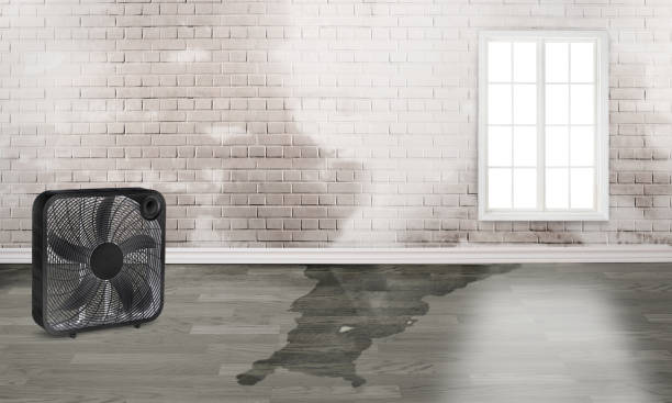 Best Carpet water damage restoration  in Warm Springs, CA